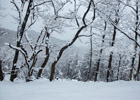 四月飞雪美景怡人