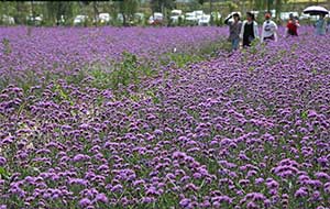 山西临汾：紫色花海醉游人