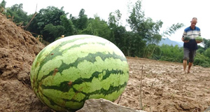 福建顺昌：洪水过后救灾忙