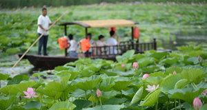 铁岭：湿地荷花美