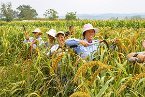 又是丰收年农民笑开颜