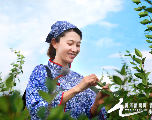 山西晋城是多种道地药材的主产区，目前已经开发出十余个药茶品类，利用药茶激活了农村资源、带动了农民增收。