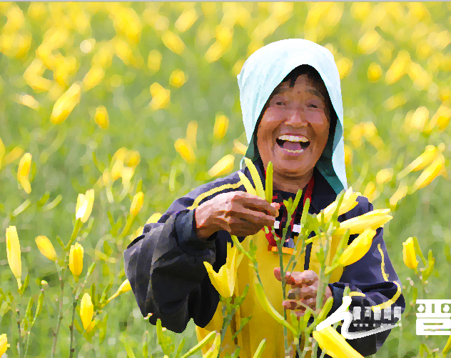 黄花又名忘忧草、金针菜。山西省大同市云州区黄花品质优良，全国独一无二，享誉海内外，已成为农民丰收致富的支柱产业。