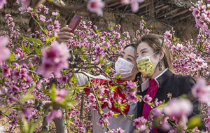 立春时节桃花争奇斗艳