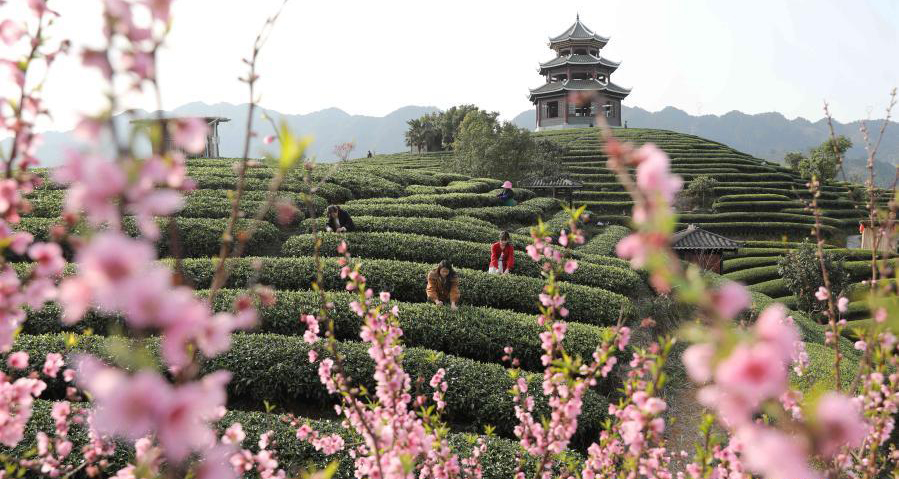 雨水至 采新茶