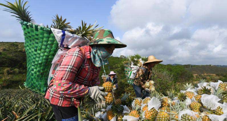 海南万宁：菠萝采收忙