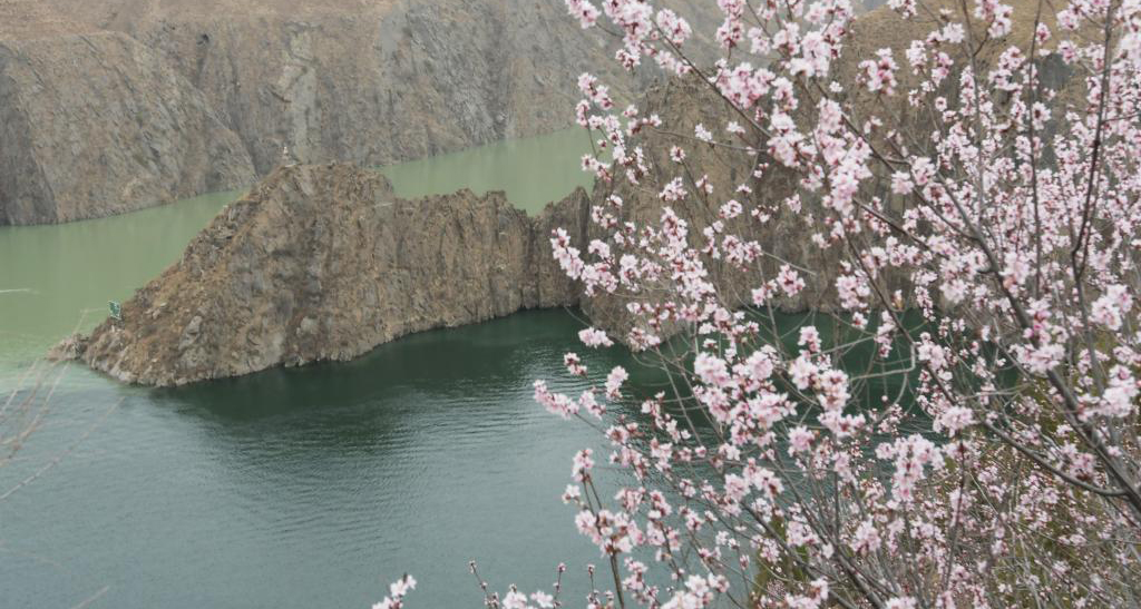 刘家峡花开春意浓