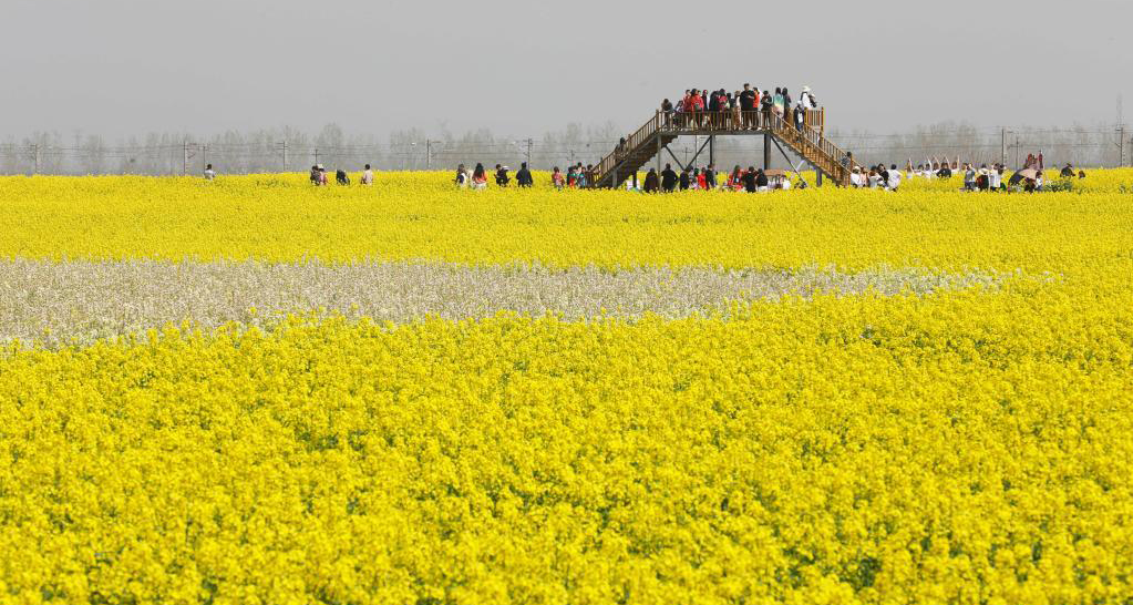 赏花经济 助力乡村振兴