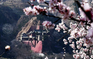 杏花盛开映古寺