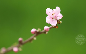 花开春满城