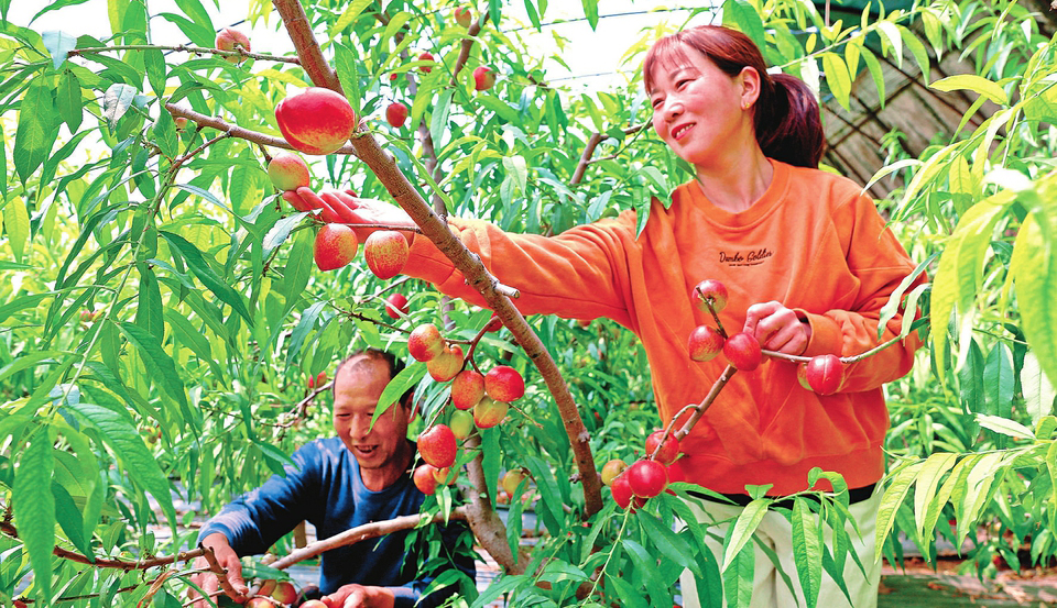 种植户的小康路