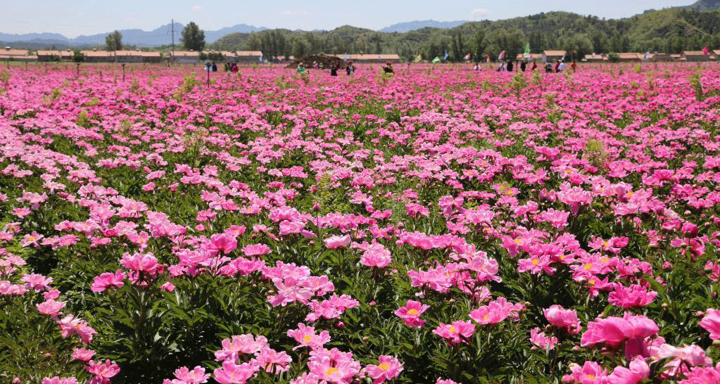 芍药花开引游人