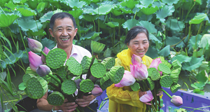 美丽乡村 夏日荷塘忙采荷