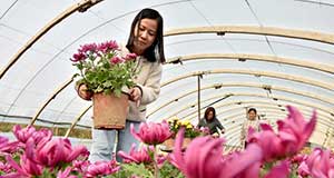 “鲜花经济”富农家