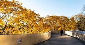 芝加哥秋色正浓