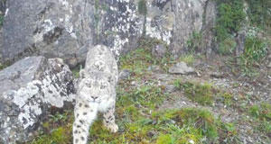 大熊猫保护惠及保护区内其他野生动植物