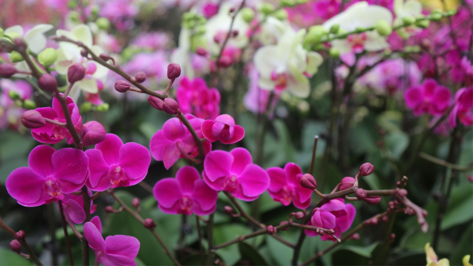 山西太原：年销花卉热起来