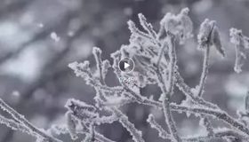 微视频丨雪，温暖了整个冬天