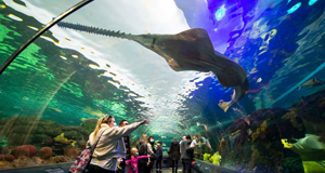 加拿大：水族馆里欢度“家庭日”