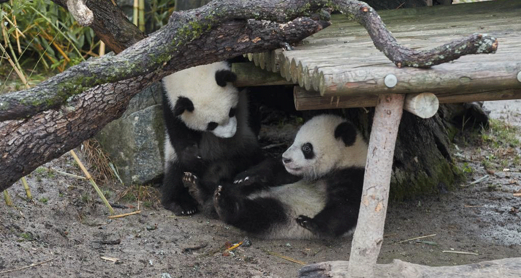 大熊猫双胞胎亮相马德里