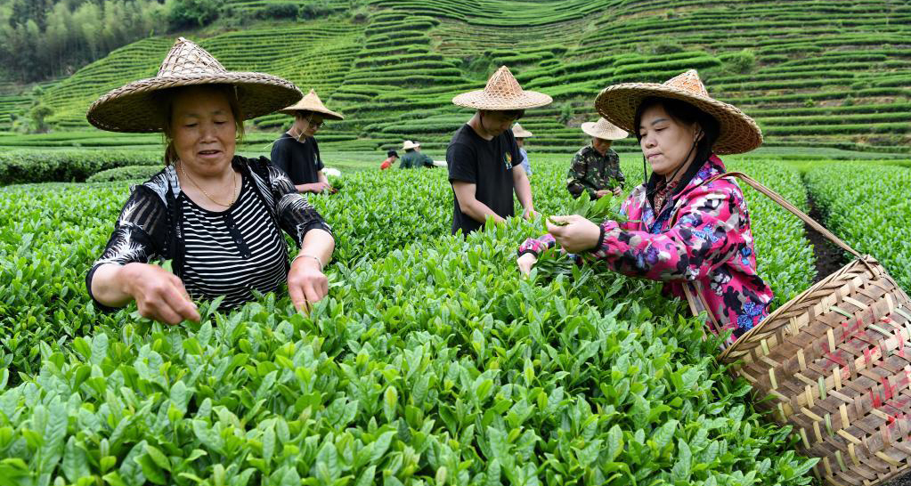 茶乡春色好 茶农采茶忙