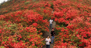 贵州丹寨龙泉山：杜鹃花海景致美