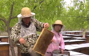 万亩枣花开 引得蜂农来