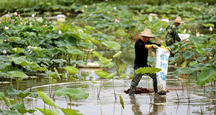 湖南资兴：夏至荷田农事忙