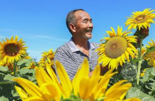 山西夏县：向日葵朵朵开