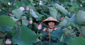 “荷美小镇”开启乡村荷花季