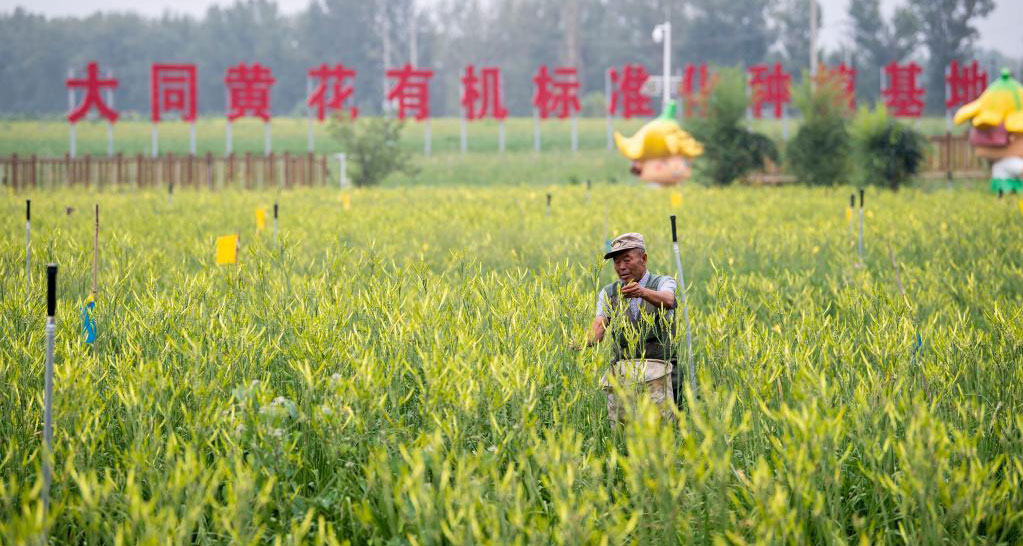 小黄花成致富大产业