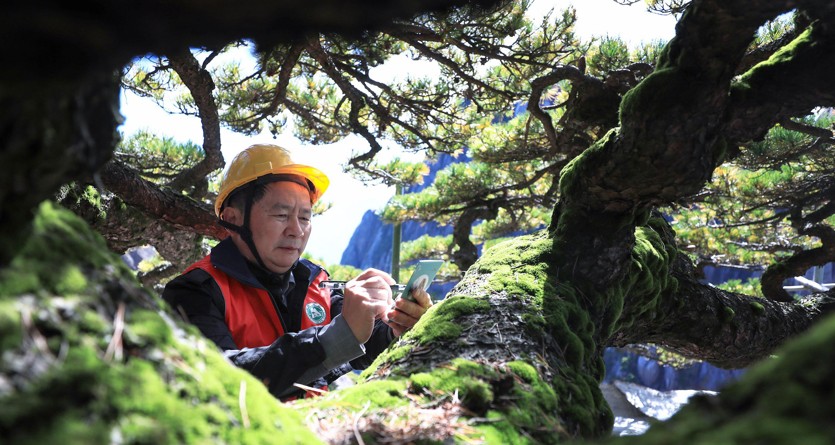 黄山迎客松迎来第五次全面"体检"