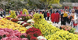 青岛：赏菊正当时