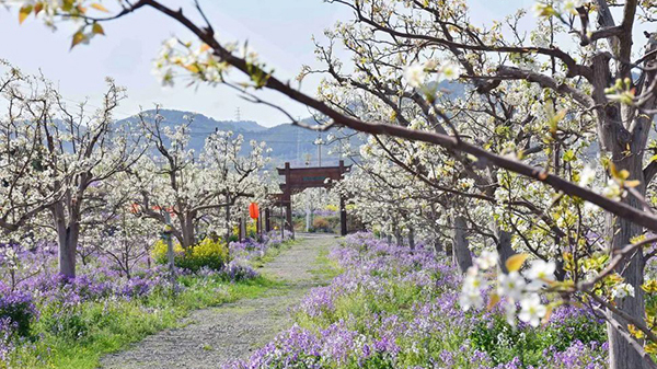 千亩梨花迎春绽放 开出乡村振兴“致富花”