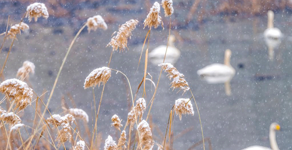 河南三门峡：雪后天鹅湖