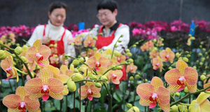 年宵花俏销节庆市场