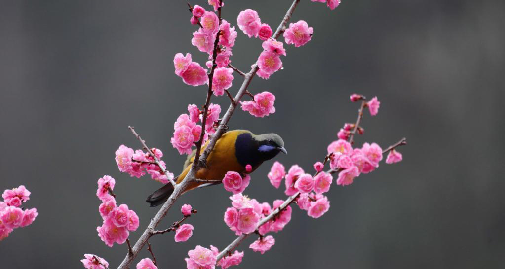 湖南张家界：春花烂漫