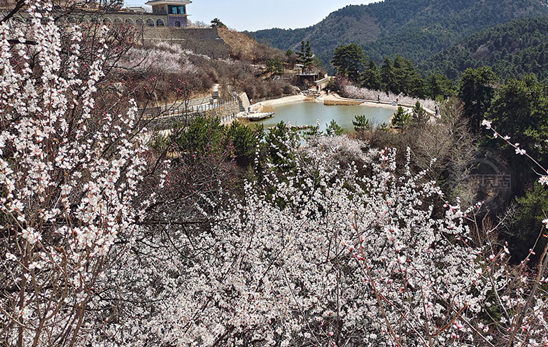 桃花沟里桃花开