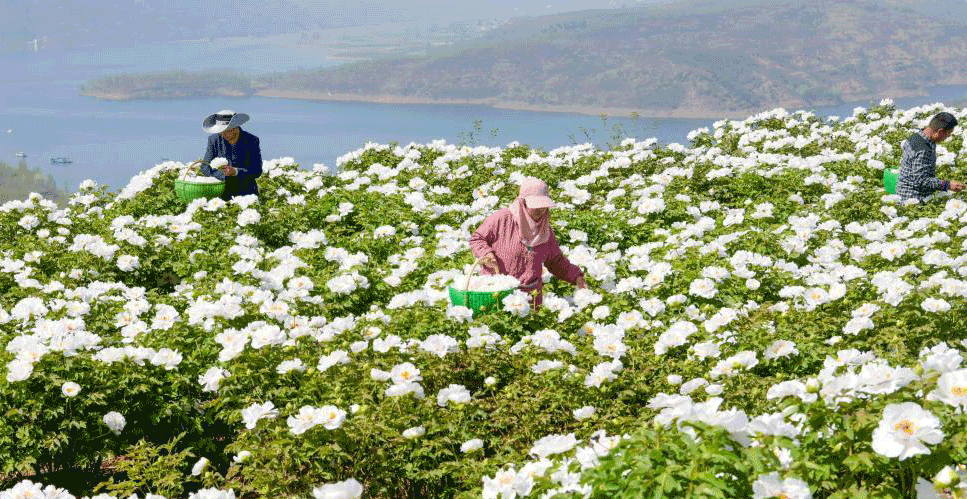 河南洛阳：黄河岸边开出“致富花”