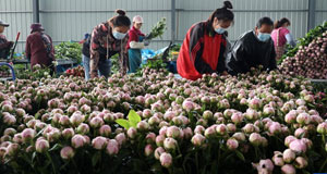 “鲜切花”助推乡村振兴