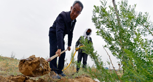 甘肃：防沙治沙 向绿而行