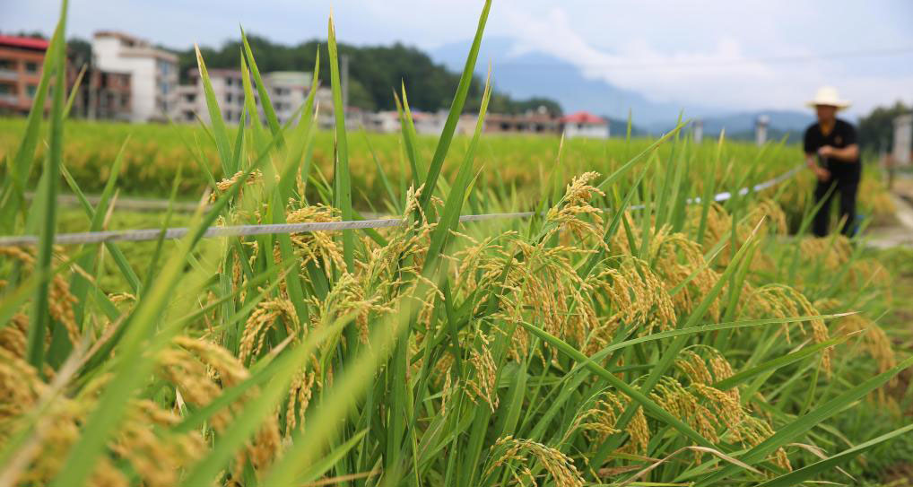 湖南隆回：再生稻头季测产验收