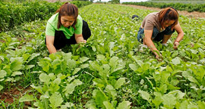 山西襄汾：特色种植助增收