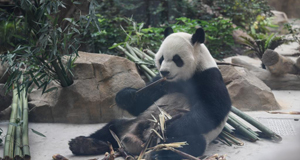 “我与熊猫面对面”活动在成都举行