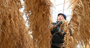 甘肃岷县：药材加工晾晒忙