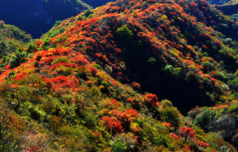 漫山红叶层林尽染秋意浓  