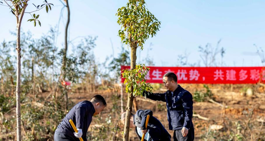 贵州：植树添新绿