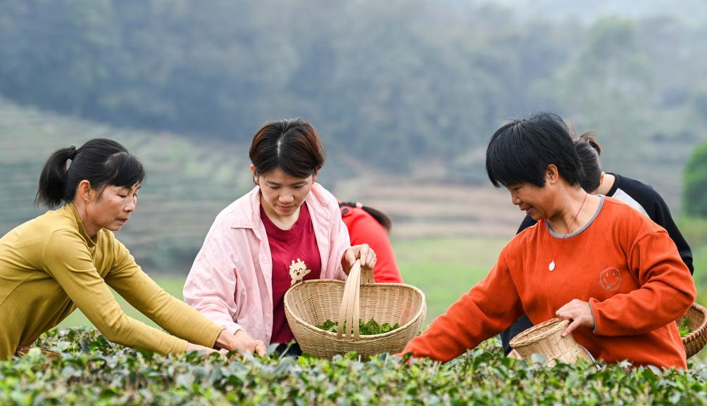 广西兴业：雨水节气 采制春茶