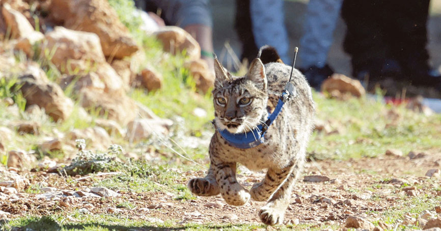 伊比利亚猞猁被放归大自然