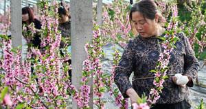 生态桃花朵朵开